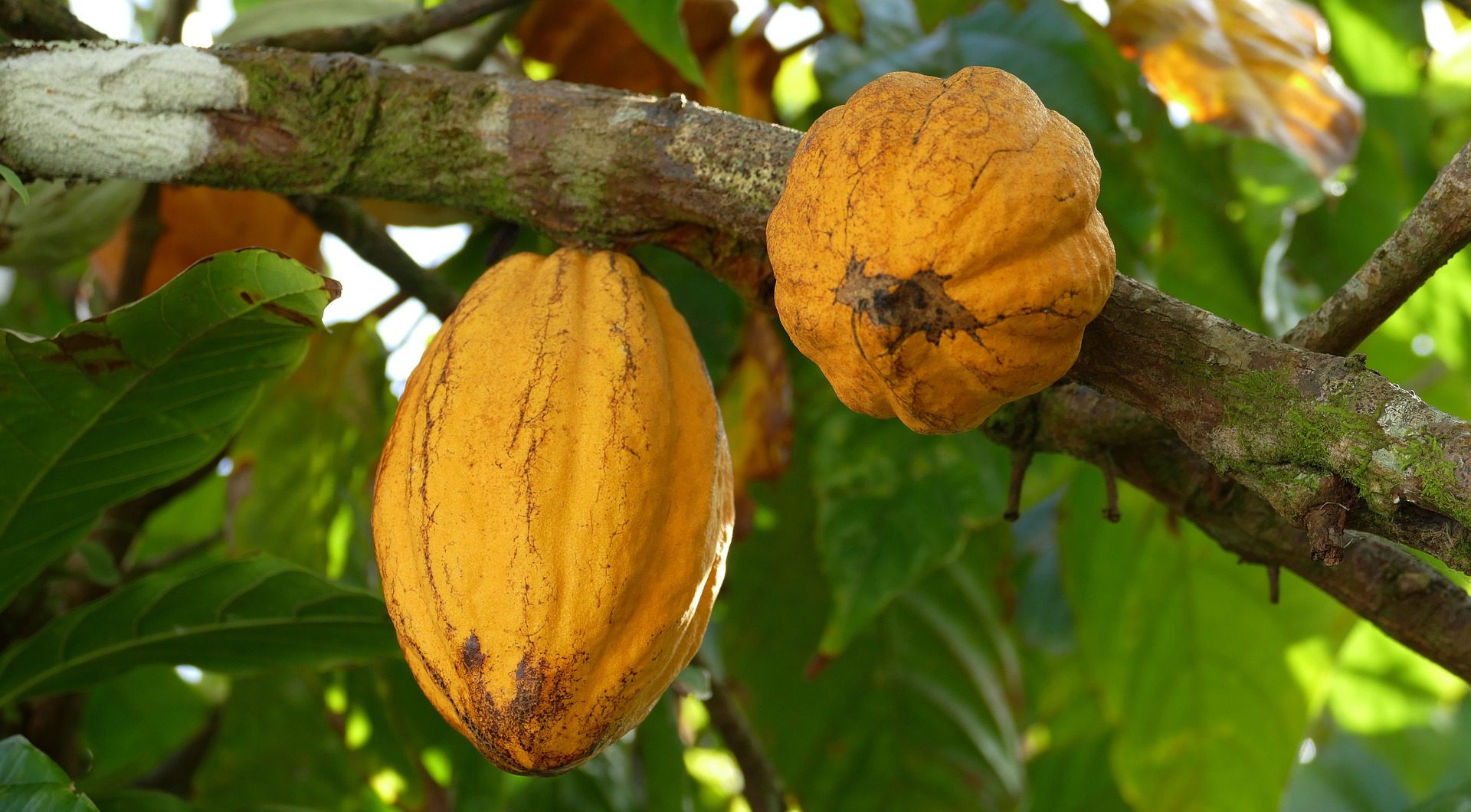 cacao, exportación, Perú, chocolate