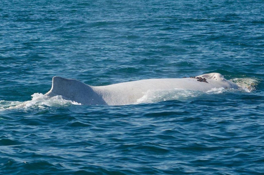 Saraí Cortez: La ballena jorobada blanca en Piura sería de Costa Rica