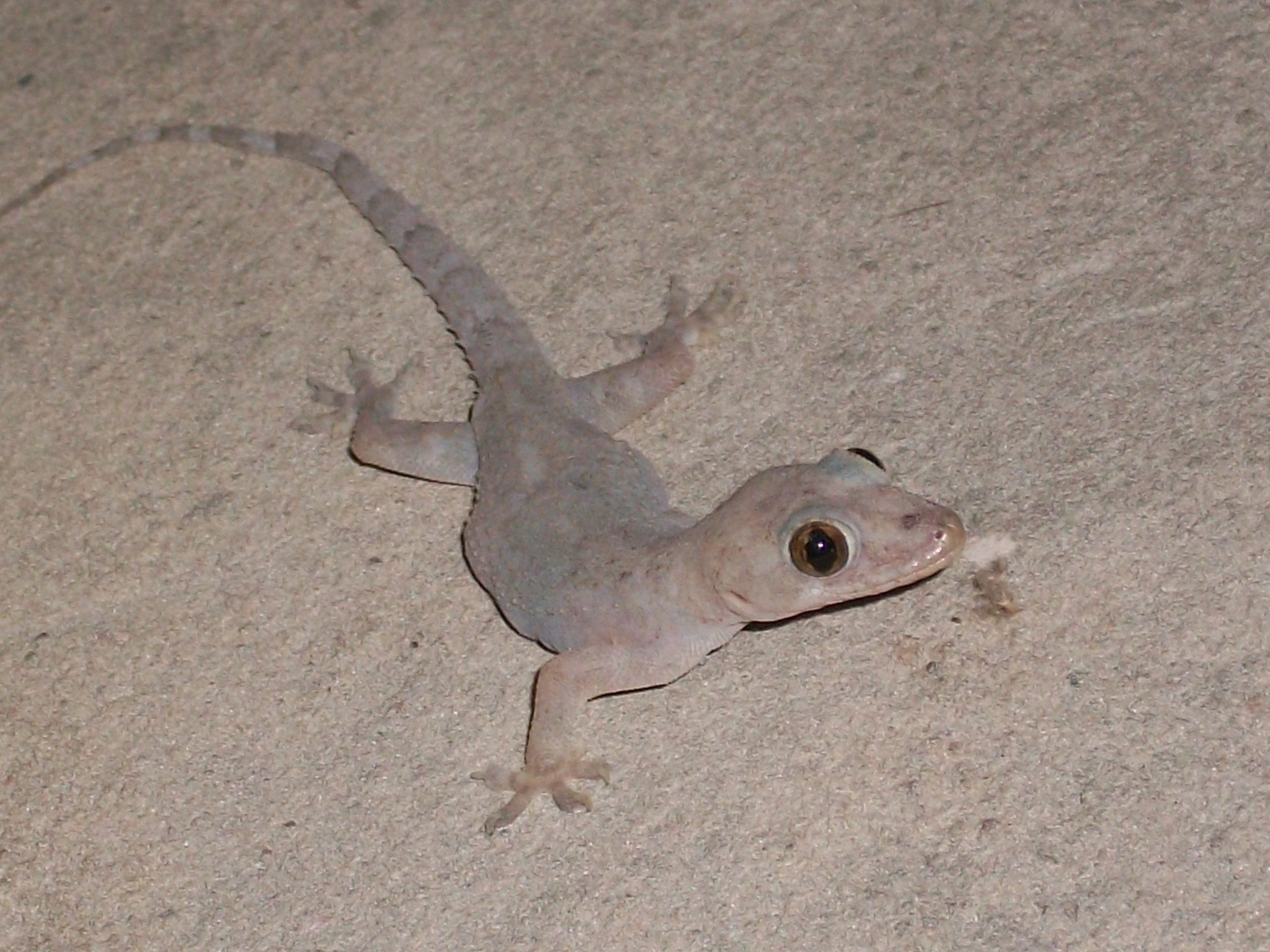 El emblemático gecko de Lima, encontrado exclusivamente en huacas de la capital, y en sumo peligro de extinción. Foto: Wikipedia Commons